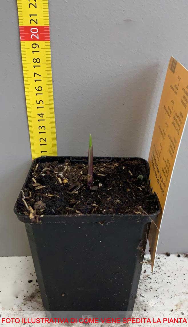 MUGHETTO BIANCO CONVALLARIA MAJALIS VASO 9CM