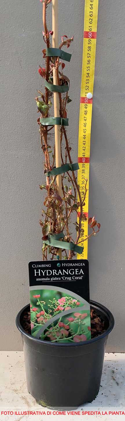 ORTENSIA HYDRANGEA ANOMALA GLABRA CRUG CORAL VASO 17CM