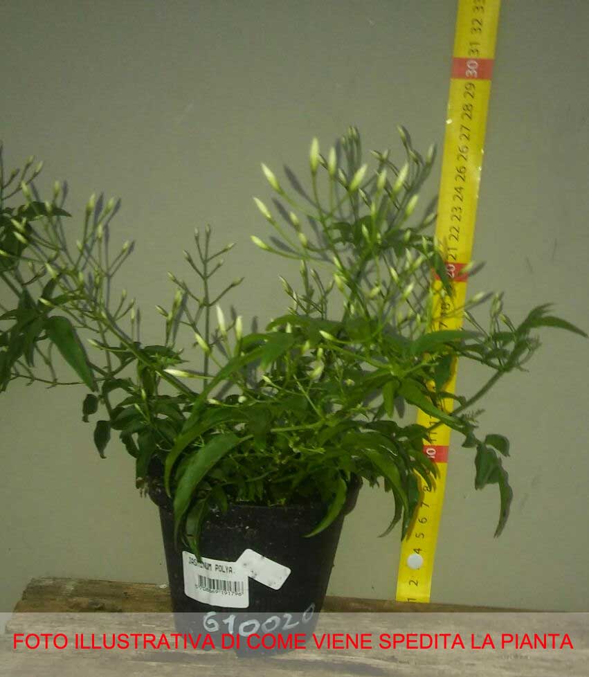 JASMINUM POLYANTHUM GELSOMINO MARZOLINO VASO 12CM