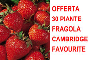 OFFERTA 30 PIANTE A RADICE NUDA FRAGOLA CAMBRIDGE FAVOURITE