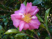 CAMELIA SASANQUA CHERYLIN IN VASO 21CM