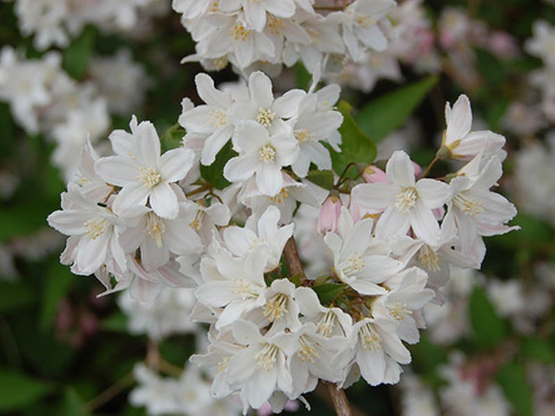 DEUTZIA GRACILIS BIANCA VASO 18CM