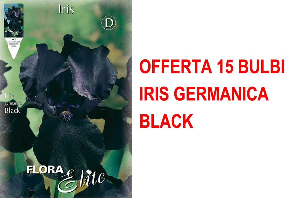 OFFERTA 15 BULBI IRIS GERMANICA NERO