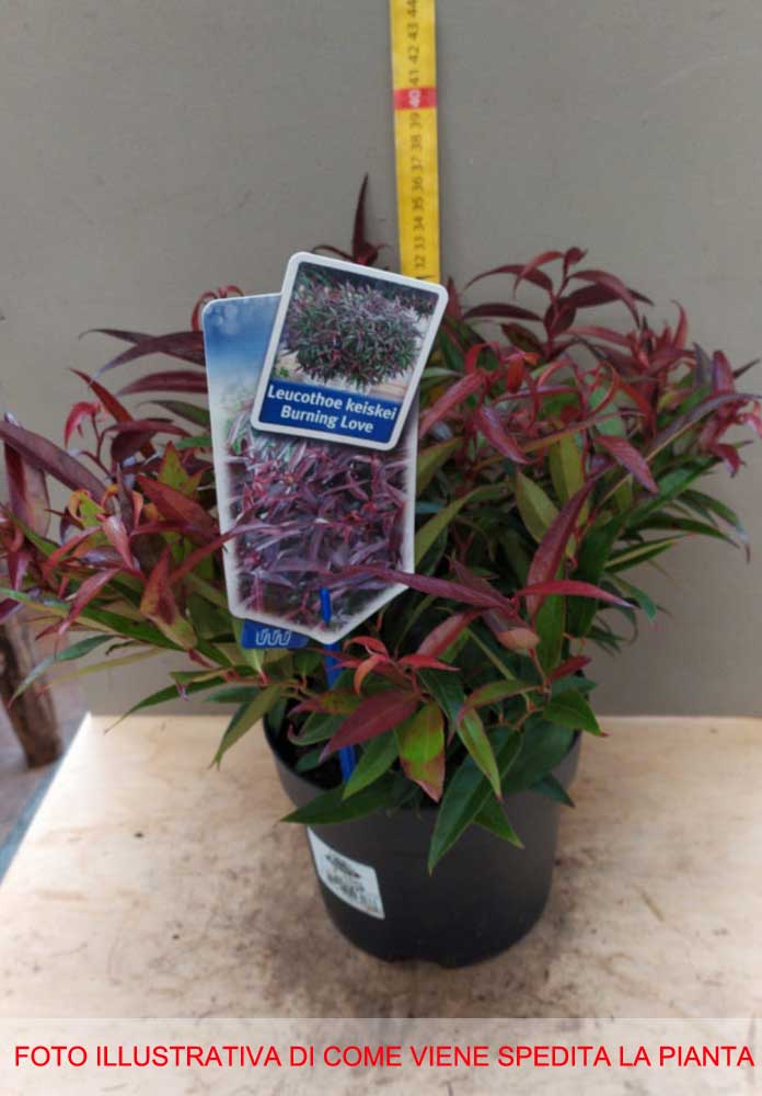 LEUCOTHOE KEISKEI BURNING LOVE VASO 17CM