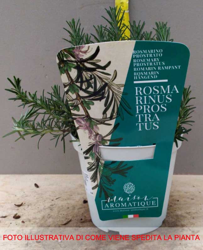 ROSMARINO PROSTRATUM STRICIANTE IN VASO 14CM