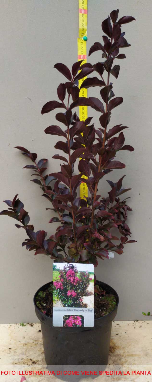LAGERSTROEMIA INDICA RAPSODY BLU VASO 19CM