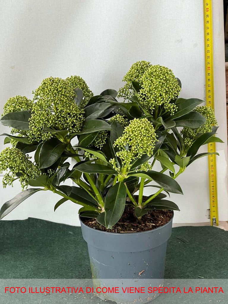 SKIMMIA JAPONICA WHITE GLOBE VASO 15CM