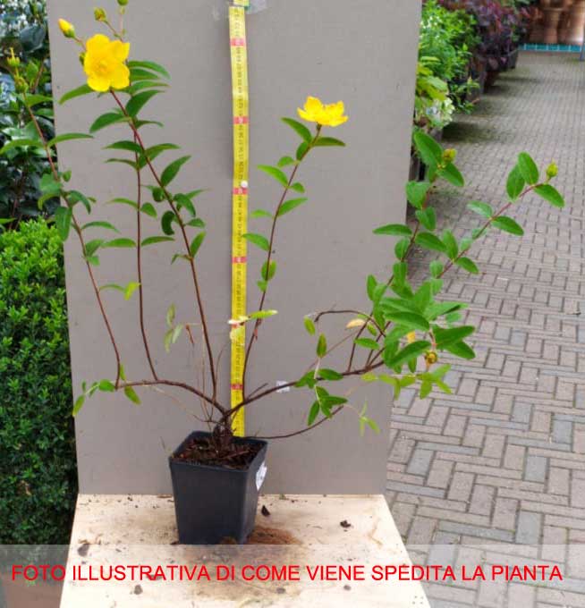 HYPERICUM IPERICO MOSERIANUM IN VASO 12CM