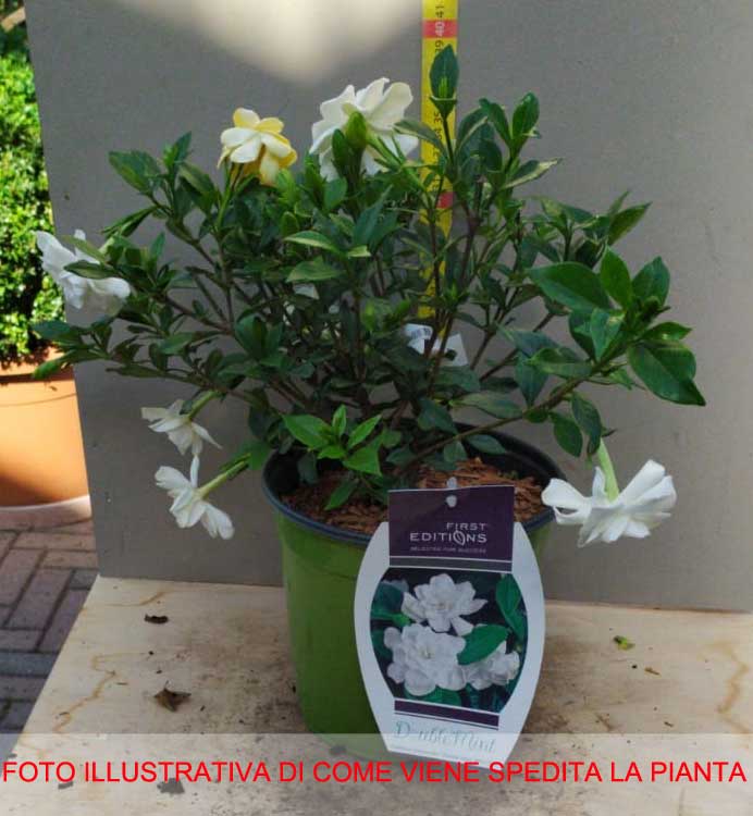 GARDENIA DOUBLE MINT VASO 18CM
