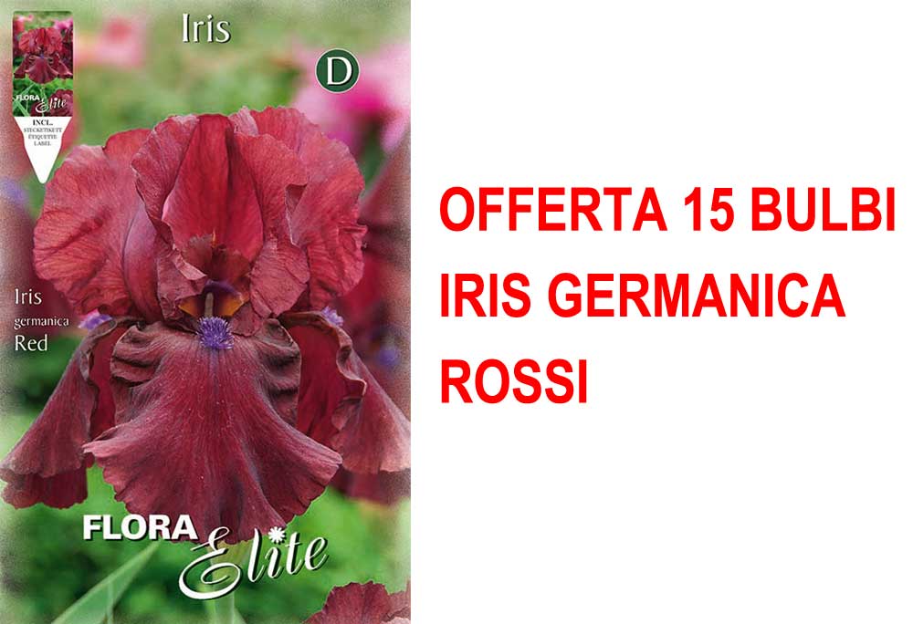 OFFERTA 15 BULBI IRIS GERMANICA ROSSO