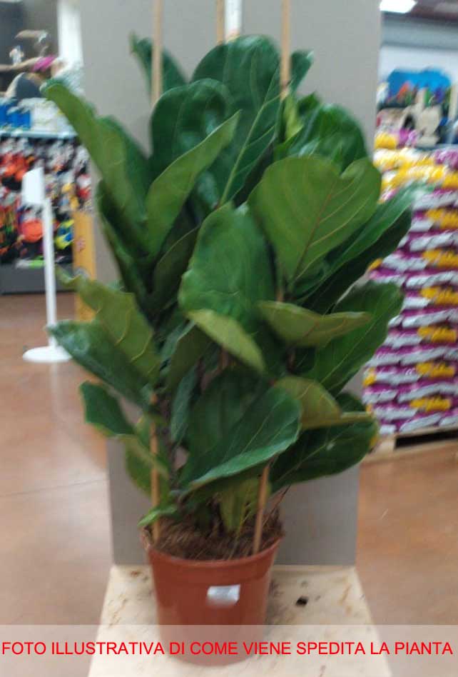 FICUS LYRATA VASO 24CM