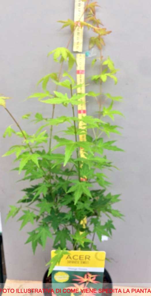 ACERO PALMATUM ORANGE DREAM IN VASO 19CM