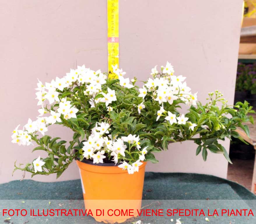 SOLANUM JASMINOIDES GELSOMINO DI NOTTE VASO 14CM