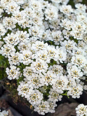 IBERIS NEVINA VASO 14CM