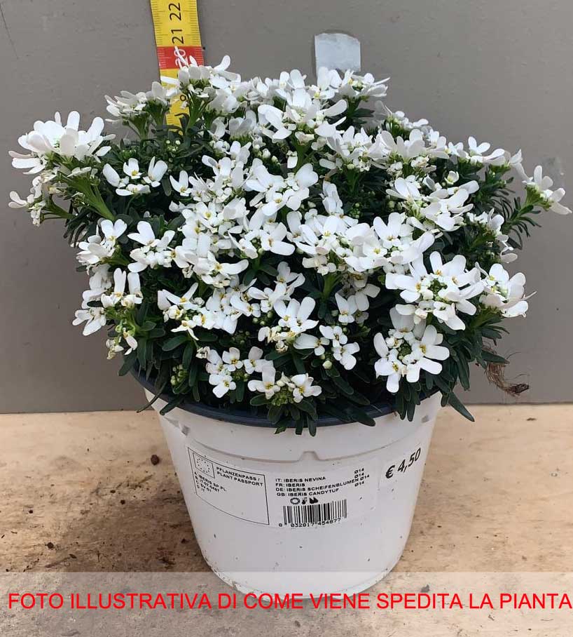 IBERIS NEVINA VASO 14CM