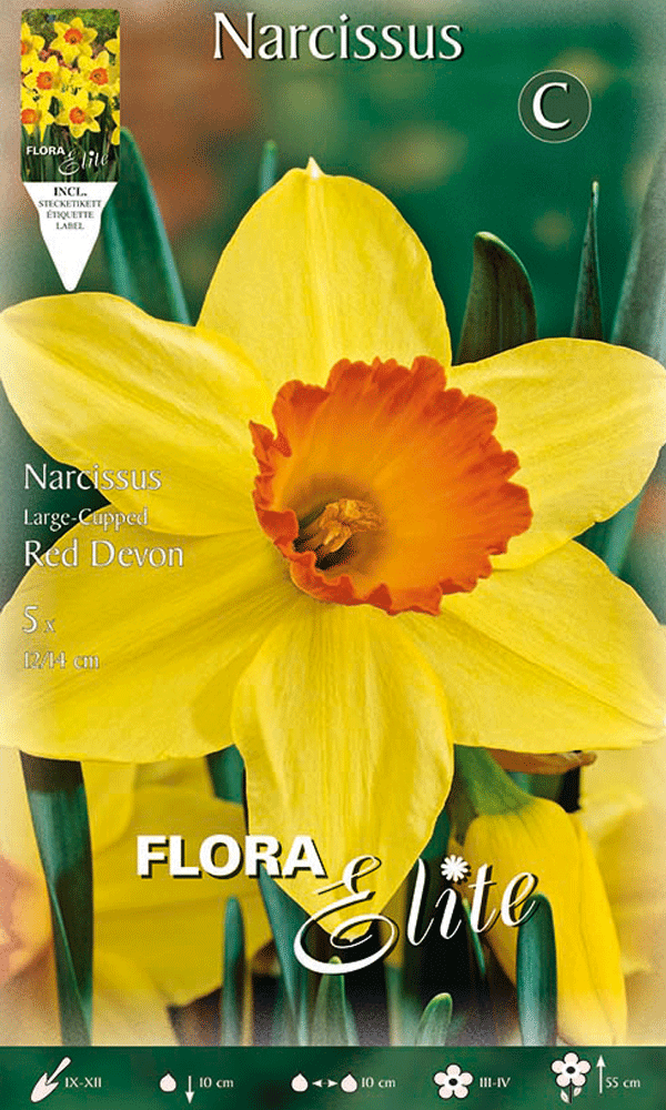 NARCISO LARGE-CUPPED RED DEVON (CONFEZIONE DA 5 BULBI)