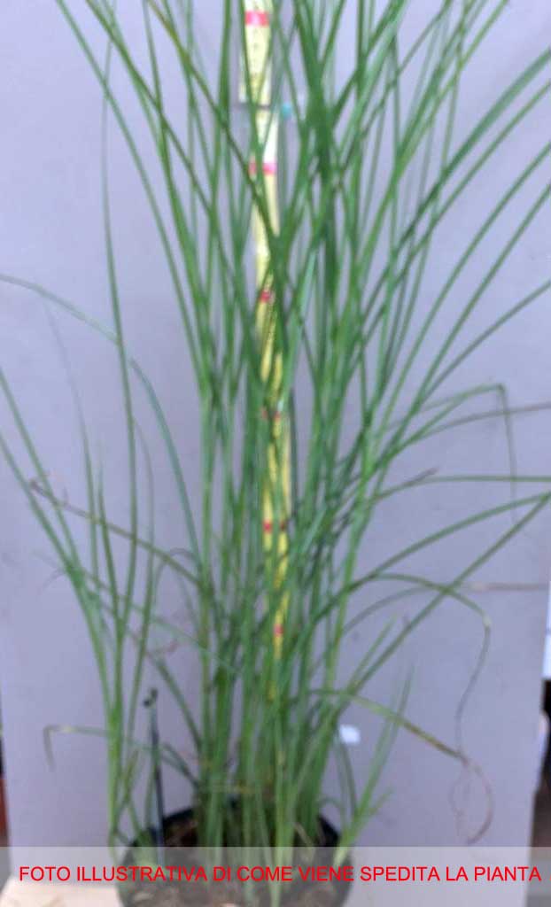 MISCANTHUS SINENSIS GRACILLIMUS VASO 19CM