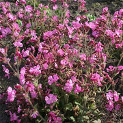 SILENE ROBOTII ROLLY'S FAVOURITE IN VASO 19CM