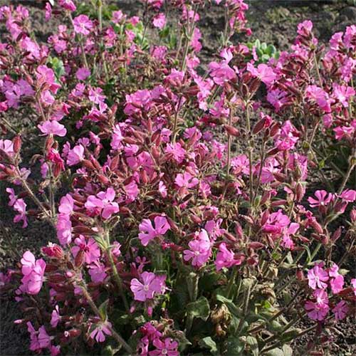 SILENE ROBOTII ROLLY'S FAVOURITE IN VASO 19CM
