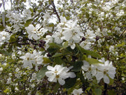 EXOCHORDA KOROLKOWII VASO 19CM