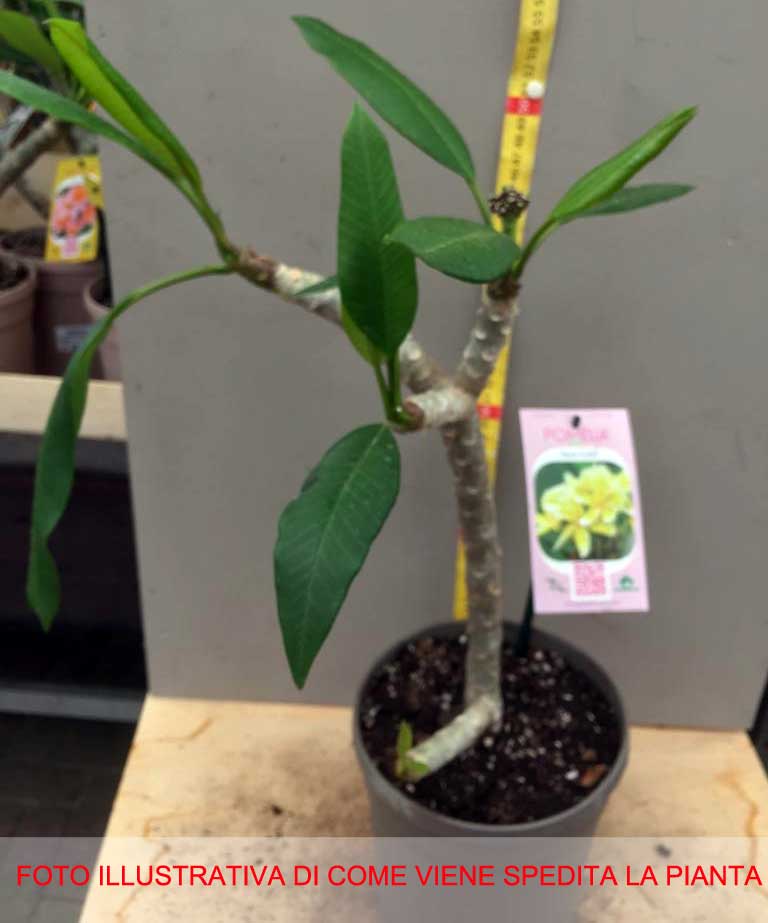 PLUMERIA POMELIA INCA GOLD IN VASO 18CM