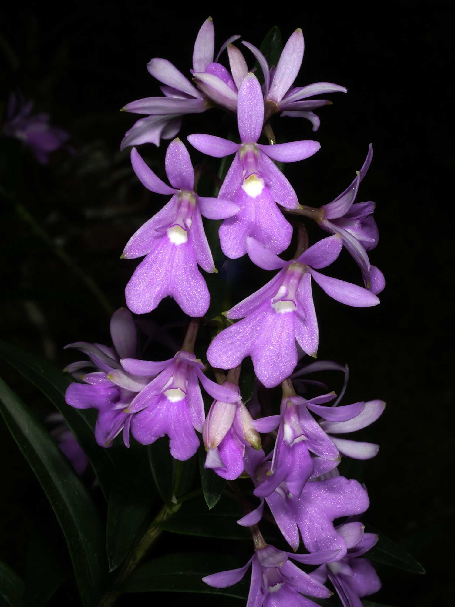 ORCHIDEA OERSTEDELLA CENTROPETALA VASO 13CM
