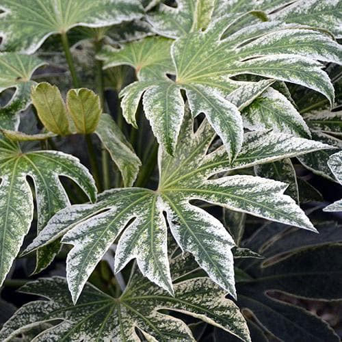 FATSIA JAPONICA GREEN SPIDER ARALIA VASO 24CM