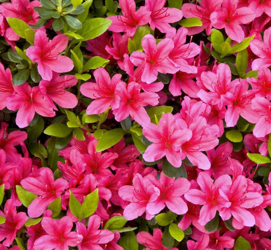 AZALEA JAPONICA RUSTICA ROSA VASO 15CM