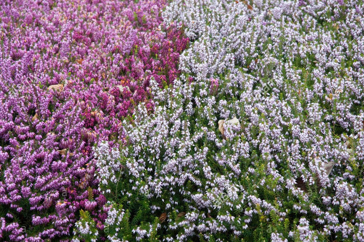 ERICA DARLEYENSIS COLORI ASSORTITI VASO 15CM
