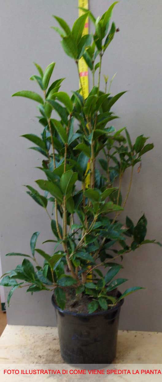 OSMANTHUS FRAGRANS OLEA FRAGRANS BIANCO VASO 18CM