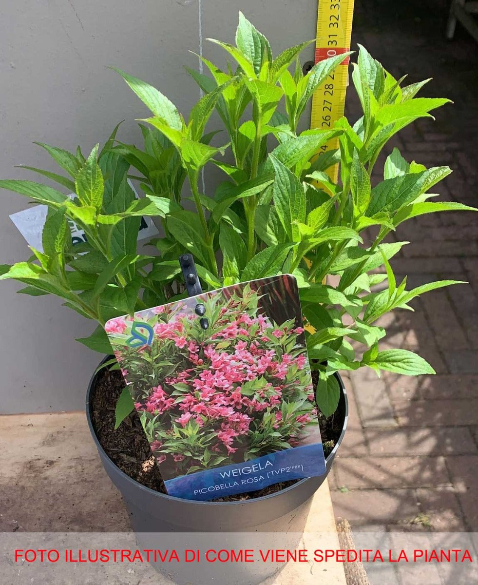 WEIGELA PICOBELLA ROSA VASO 17CM