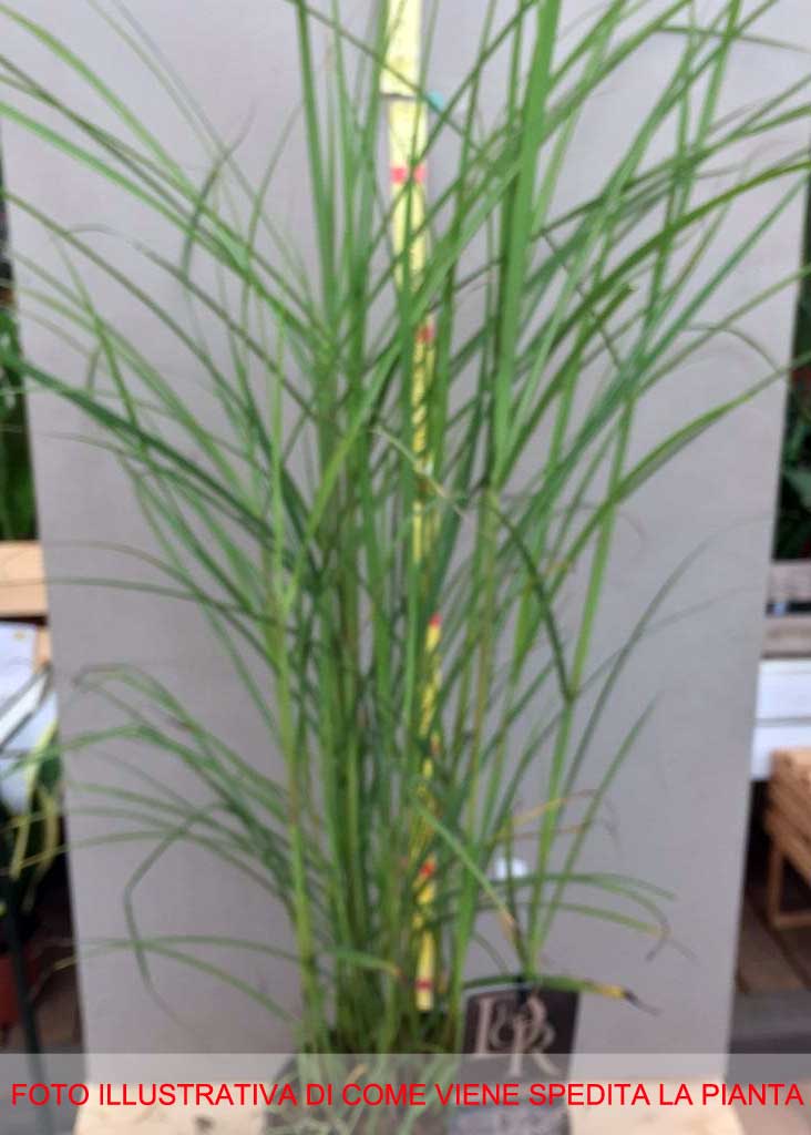 MISCANTHUS SINENSIS FERNER OSTEN VASO 17CM