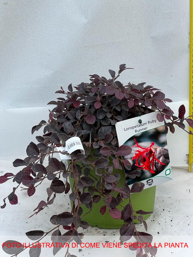 LOROPETALUM CHINENSE RUBY RUNNER VASO 18CM