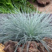 FESTUCA GLAUCA VASO 18CM
