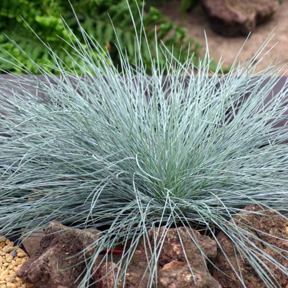 FESTUCA GLAUCA VASO 18CM