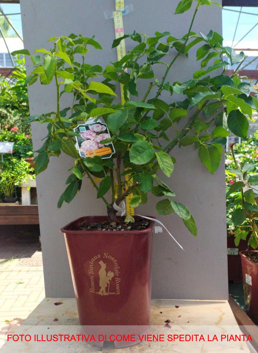 ROSA GARTENTRAUME IN VASO 19CM