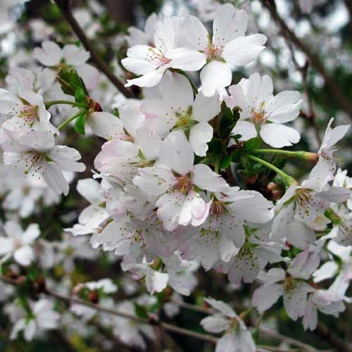 PRUNUS INCISA LOTTE CILIEGIO DA FIORE IN VASO 17CM