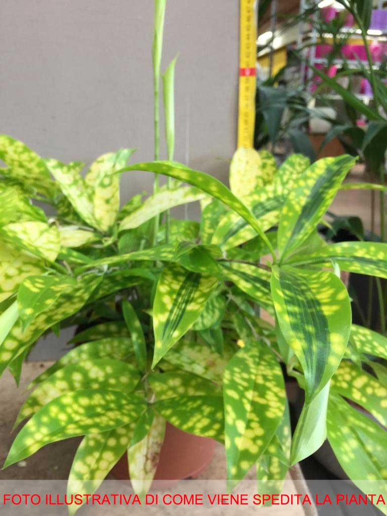 DRACAENA SURCULOSA MIKE VASO 17CM