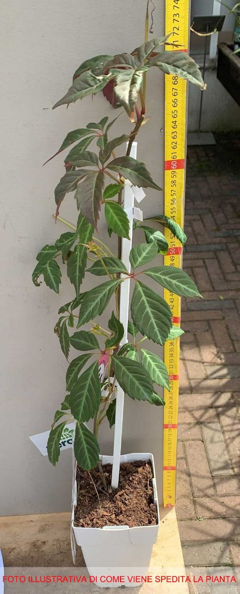 PARTHENOCISSUS HENRYANA VASO 15CM