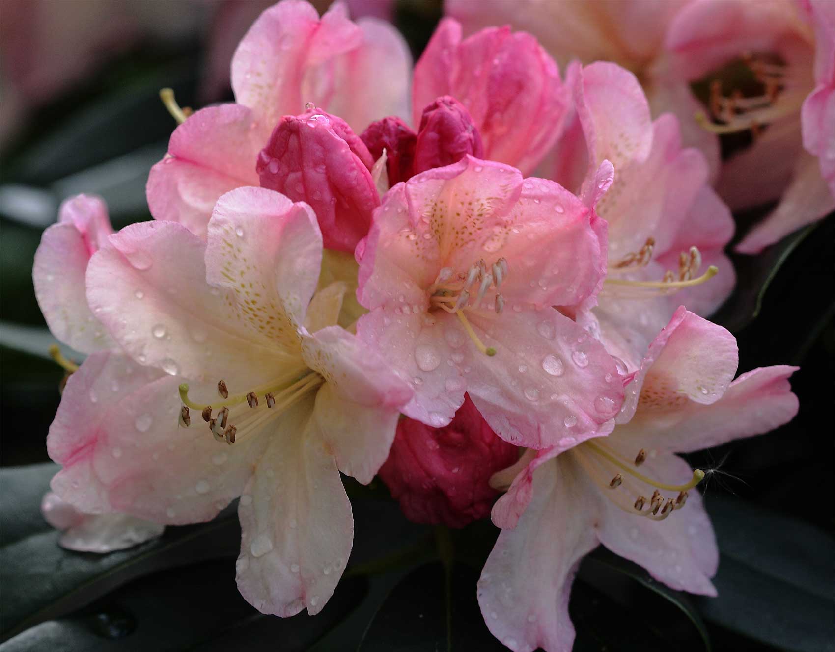 RODODENDRO PERCY WISEMAN BIANCO IN VASO 17CM