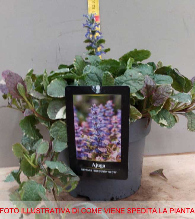 AJUGA REPTANS BURGUNDY VASO 18CM