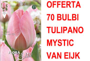 OFFERTA 70 BULBI TULIPANO DARWIN HYBRID MYSTIC VAN EIJK