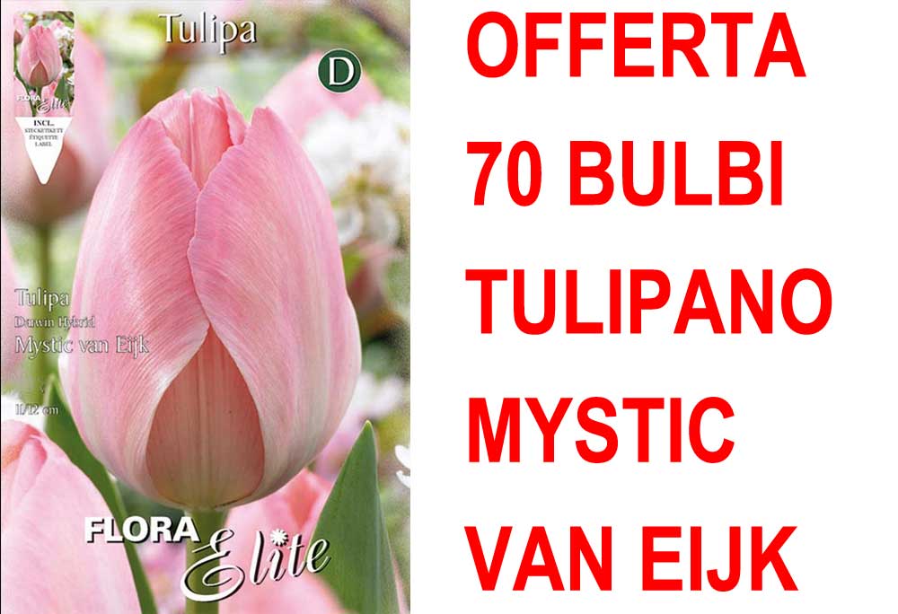 OFFERTA 70 BULBI TULIPANO DARWIN HYBRID MYSTIC VAN EIJK