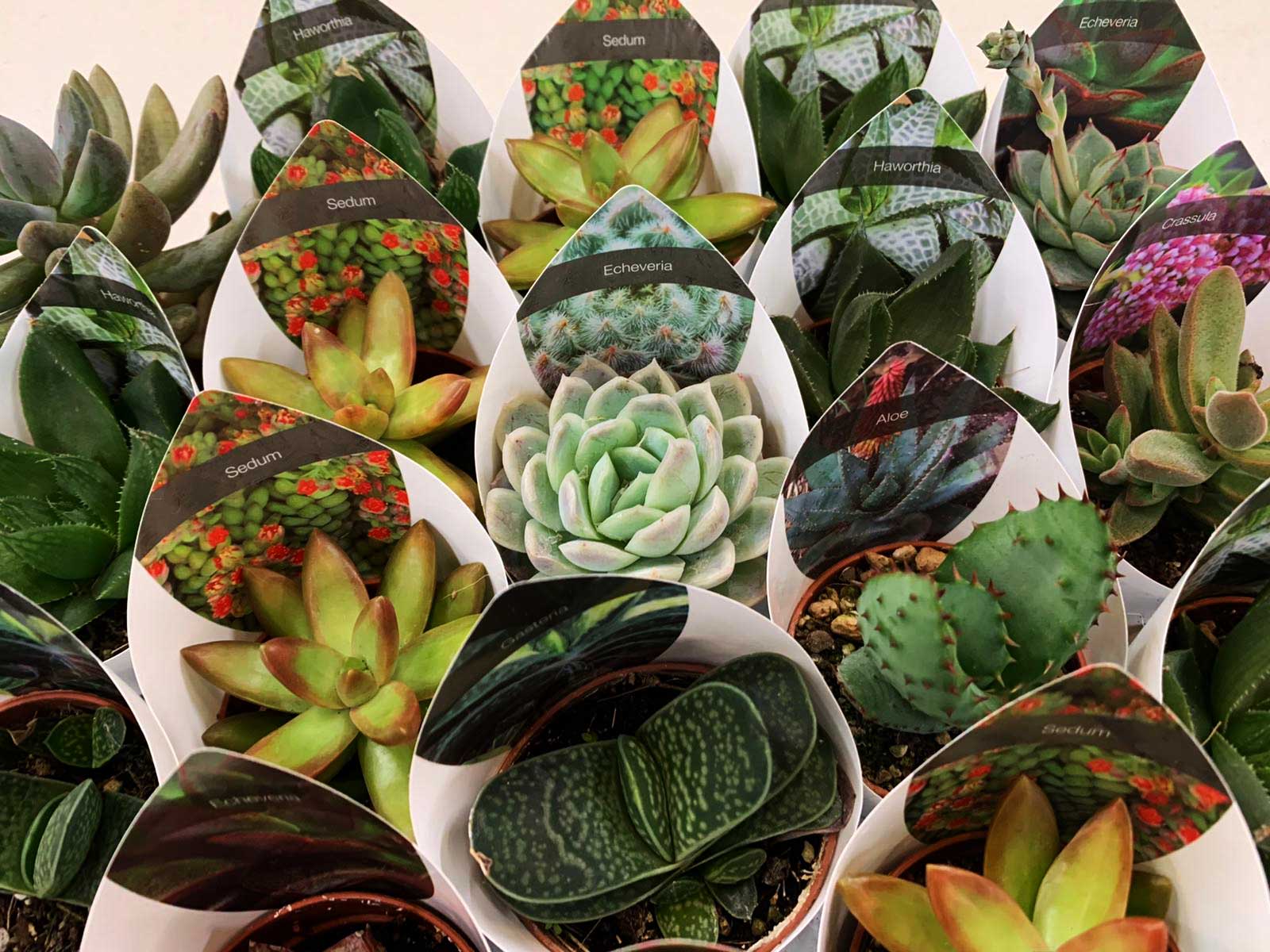 MIX DI 3 PIANTE GRASSE SUCCULENTE VASO 6CM