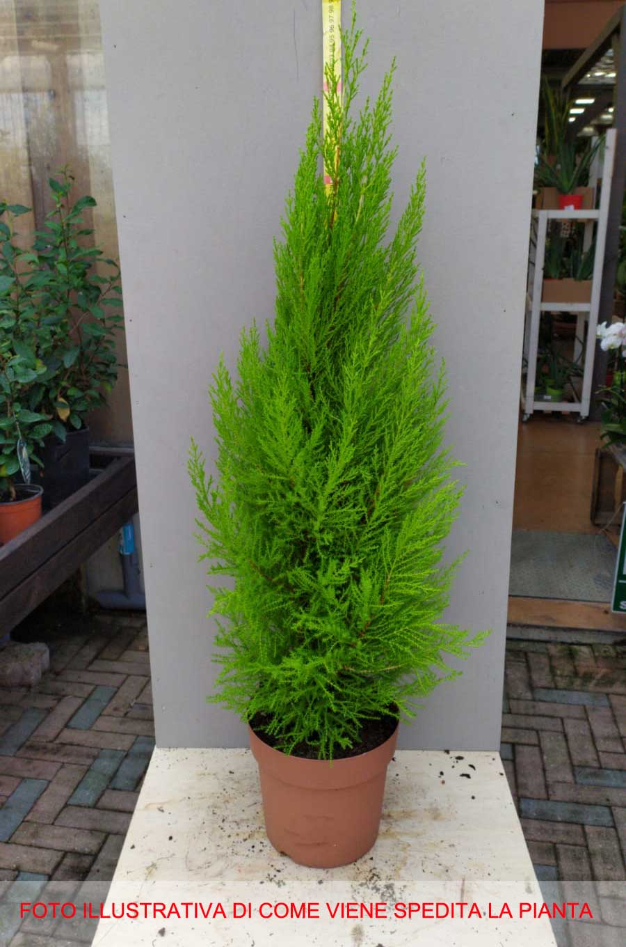 CUPRESSUS GOLDEN CREST CIPRESSO WILMA VASO 20CM