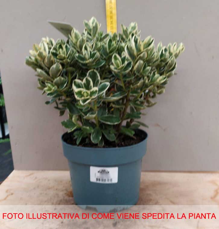 HEBE KATRINA VASO 16CM