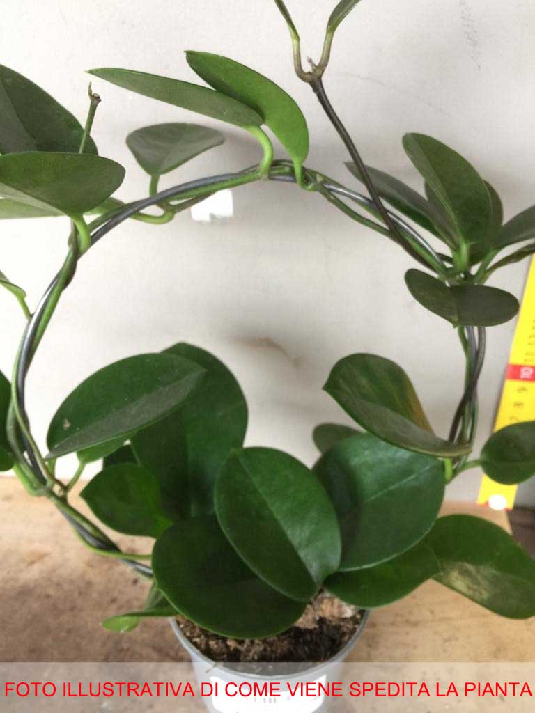 HOYA AUSTRALIS FIORE DI CERA VASO DA 10CM
