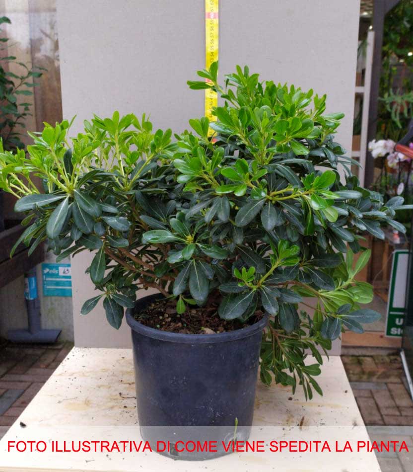 PITTOSPORUM PITTOSPORO NANUM VASO 19CM