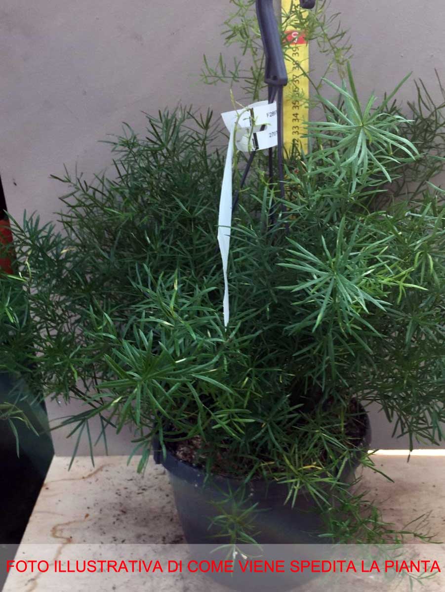 ASPARAGUS SPRENGERI VASO 18CM