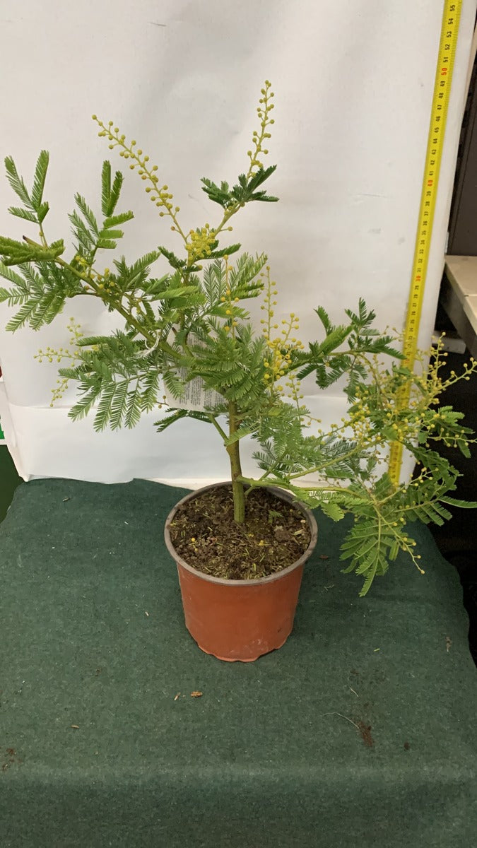 MIMOSA ACACIA DEALBATA IN VASO 15CM H40CM